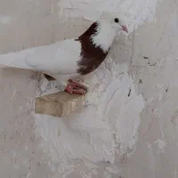 کبوتر طوقی نر