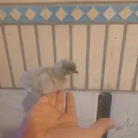 فروش ویژه جوجه آیسبار فرانسوی هچ روز