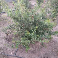 چهار-دیواری-با-چک-مدتی