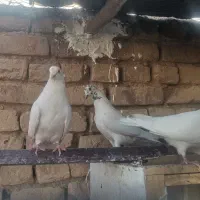 کبوتر پرشی
