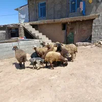 میش وبره..|حیوانات مزرعه|الیگودرز, |دیوار