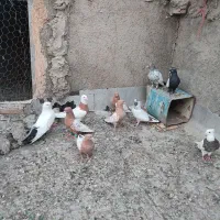 سینه ای       طوقی