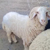 قوچ نر عراقی