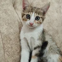 واگذاری رایگان بچه گربه