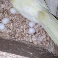 عروس هلندی وگرینچیک بالغ کار داده ودستگاه جوجه کشی