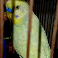 مرغ عشق. اسپانگل. رنگ کمیاب.