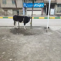 کشتار گوساله چاق