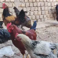 خروس