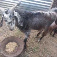 نر بز چاق