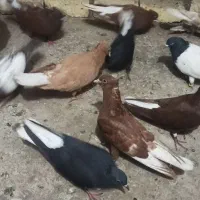 کفتر جفتگاه