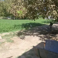 فروش یونجه تازه