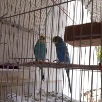 یک جفت مرغ عشق با جوجه و تخم و قفس