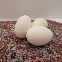 تخم تازه قوغازوبوقلمون برنزسینه پهن(نطفه دار)