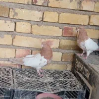 کبوتر طوقی کله ای