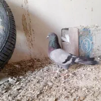 نر سبز بازی سفت