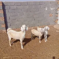 بز دورگ‌ سانن جوان و شیرا با جفت بزغاله ماده تخمی