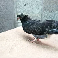 کبوتر