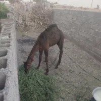 شتر|حیوانات مزرعه|جلگه چاه هاشم, |دیوار