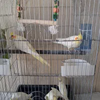 یه جفت عروس هلندی سخنگو  دستی با شش تا جوجه