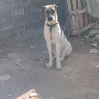 ماده افغانی