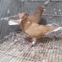 کبوتر رنگی جوجه و جفتی