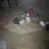 خرگوش