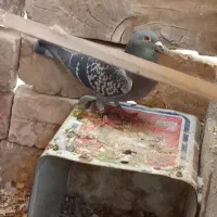 کبوتر|پرنده|حمیدیا, |دیوار