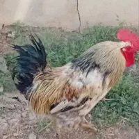 خروس امپراطور