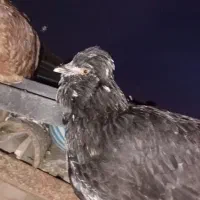 مرغ و خروس گلین