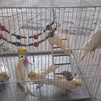 پرنده عروس