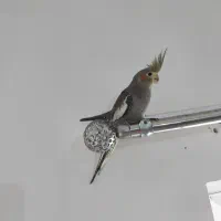 عروس هلندی زیبا