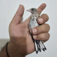جوجه سهره نشوندار