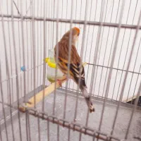 جوجه سهره قناری بخون