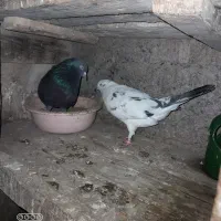 کبوتر جفت زیبا