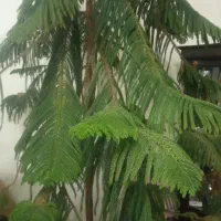 گل کاج مطبق