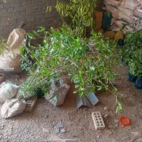 نهال مثمر