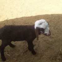 بده شیری نر افشاری
