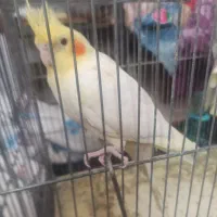 عروس هلندی دو عددنر