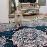 سگ پامرین خرسی