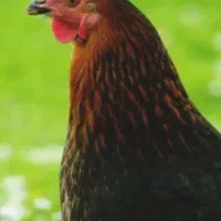 مرغ محلی سیاه