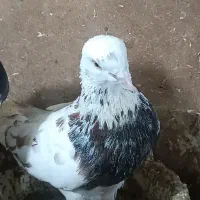 دو عدد کفتر