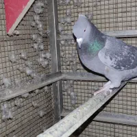 قره کوهی نر،بهبهانی