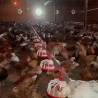 جوجه محلی 3ماه 100در صد پاسیاه (800)گرم