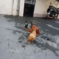 مرغ