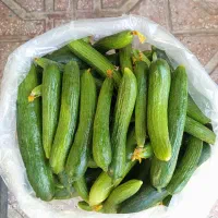 خیار محلی