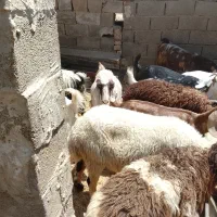 بزغاله چاق چپش بز و قوچ