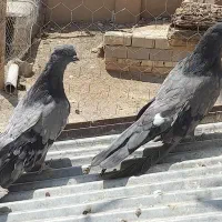 کبوتر سرور نوک ریز