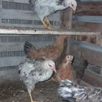 مرغ و خروس۵عدد