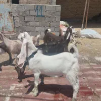 کره نر گلابی .بز و کره شیرا