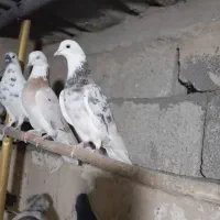 کبوتر پرشی